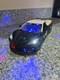 Florida Highway Patrol Chevrolet C8 Corvette With All Flashing Lights
